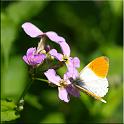 2009_schmetterlinge 0011